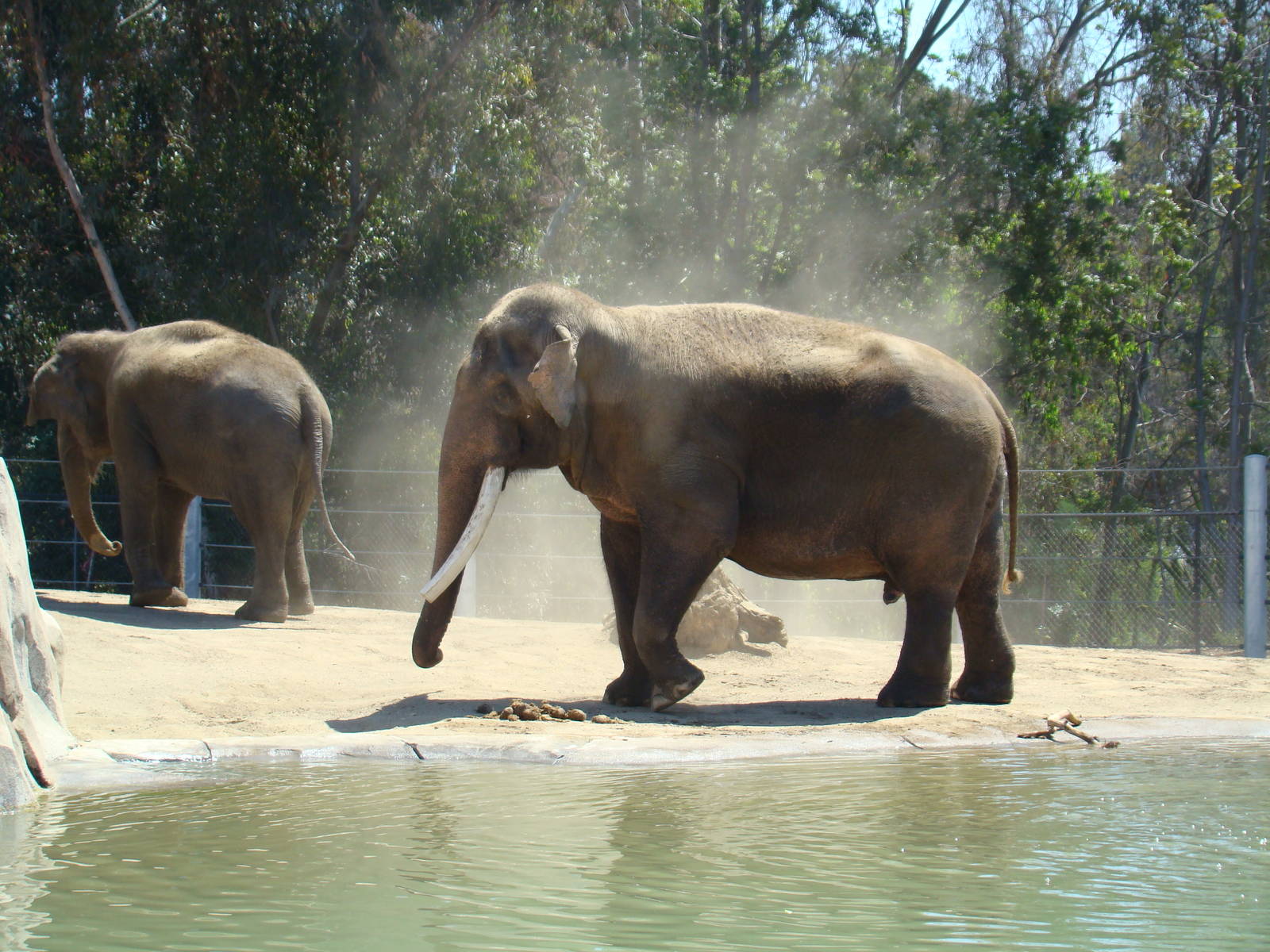 Elephants