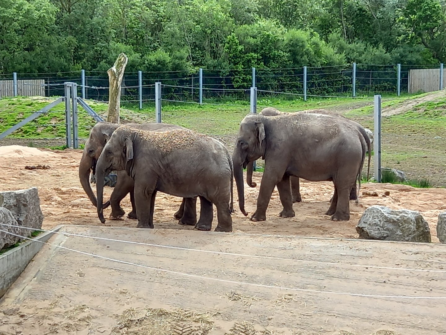 Elephants