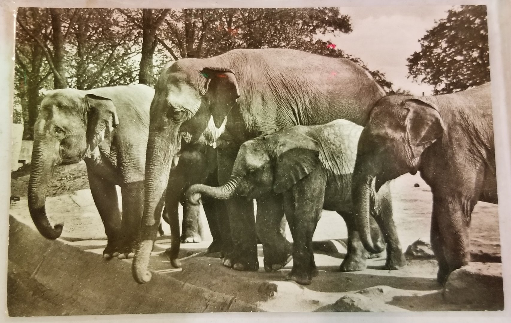 Elephants