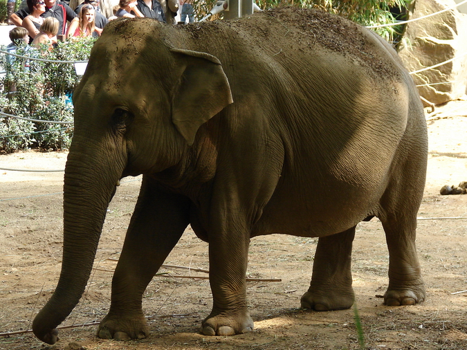 Elephas maximus / Asian Elephant (female Khaing Phyo Phyo)