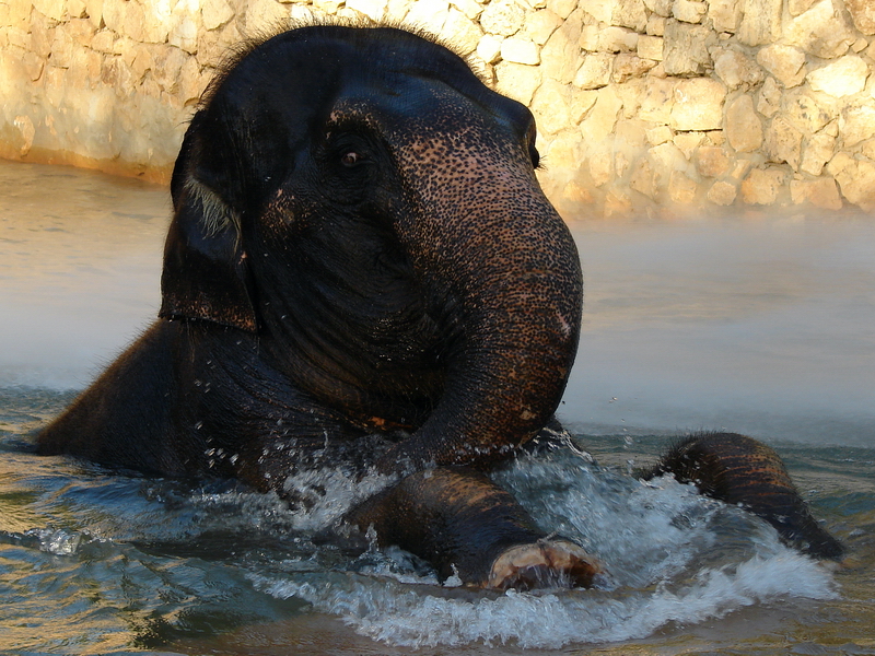 Elephas maximus / Asian Elephant (female Piyanut (Michaela) ESB-8906)