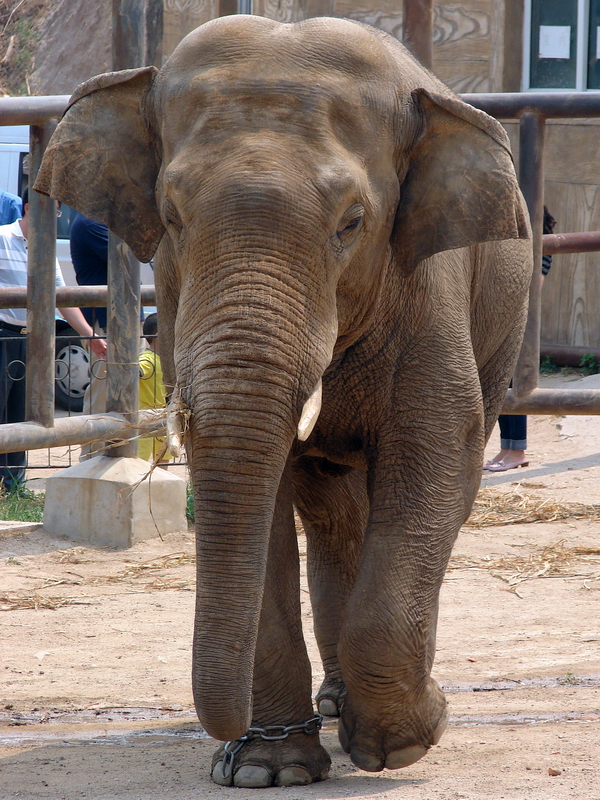 Elephas maximus / Asian Elephant (male)