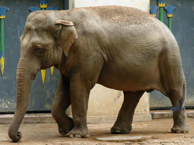 Elephas maximus / Asiatic elephant (female Dumbo)