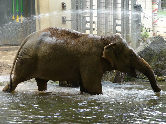 Elephas maximus / Asiatic elephant (female Dumbo)