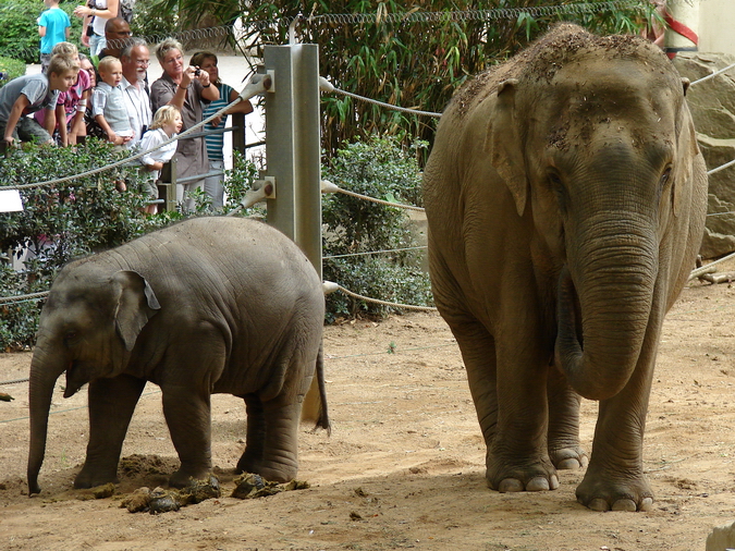 Elephas maximus / Asiatic elephant (female Khaing Phyo Phyo and young femal