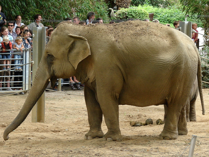 Elephas maximus / Asiatic elephant (female Khaing Phyo Phyo)