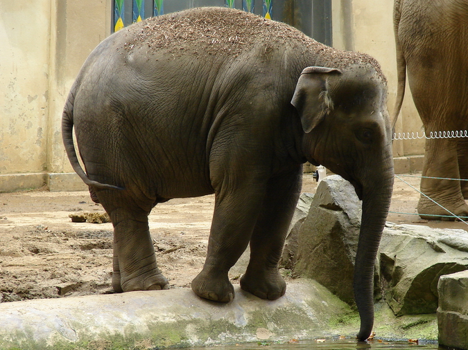 Elephas maximus / Asiatic elephant (female May Tagu)