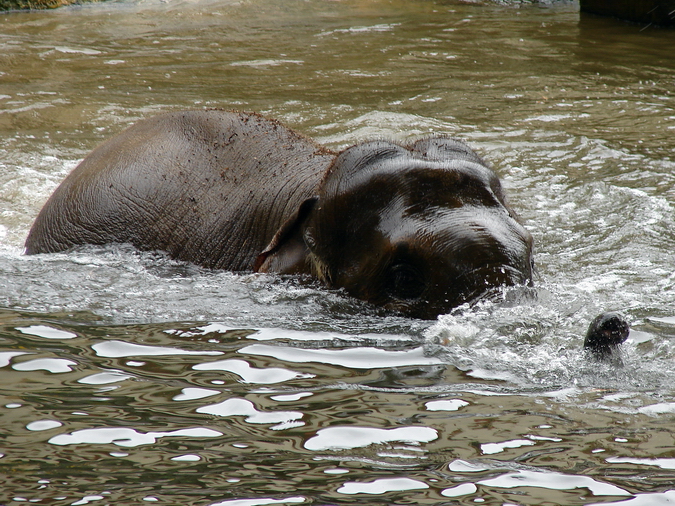 Elephas maximus / Asiatic elephant (female May Tagu)