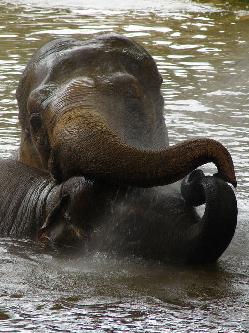 Elephas maximus / Asiatic elephant (females Dumbo and May Tagu)