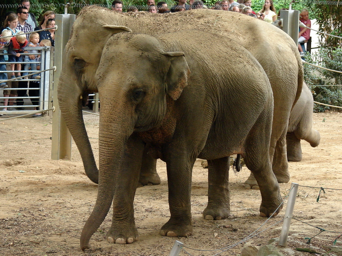 Elephas maximus / Asiatic elephant (females Yu Yu Yin and Khaing Phyo Phyo)