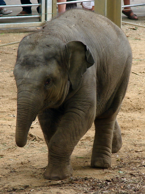 Elephas maximus / Asiatic elephant (young female Kai-Mook)