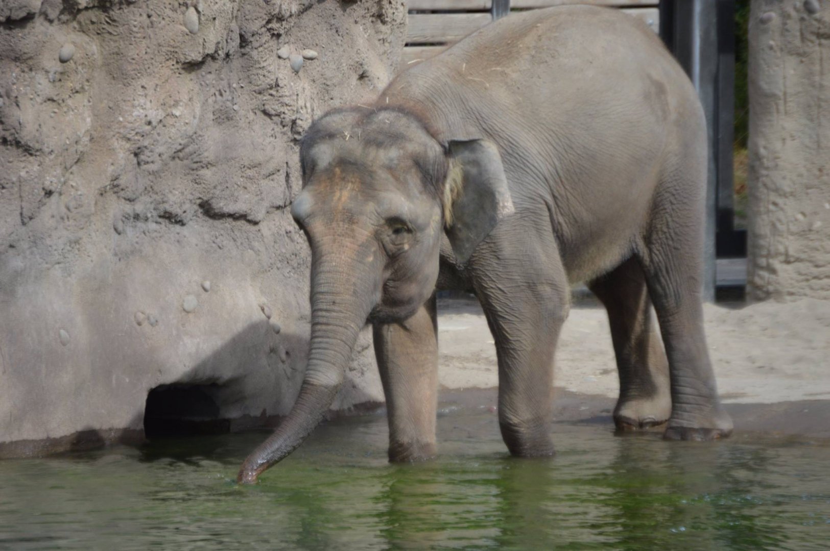 Elephas maximus borneensis, Chendra