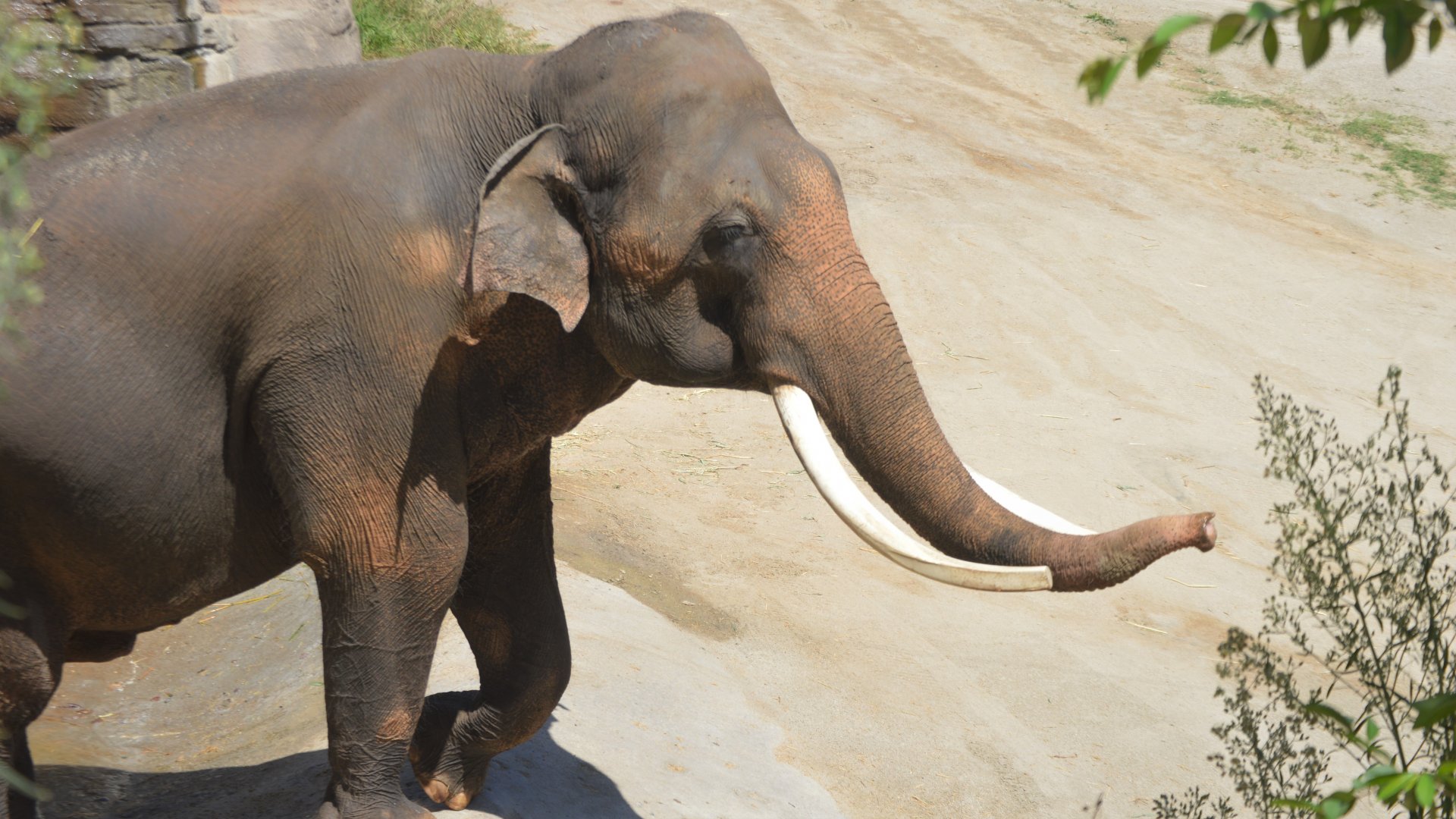 Elephas maximus indicus, Billy