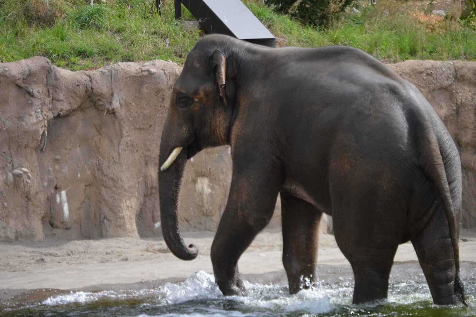 Elephas maximus indicus, Samudra