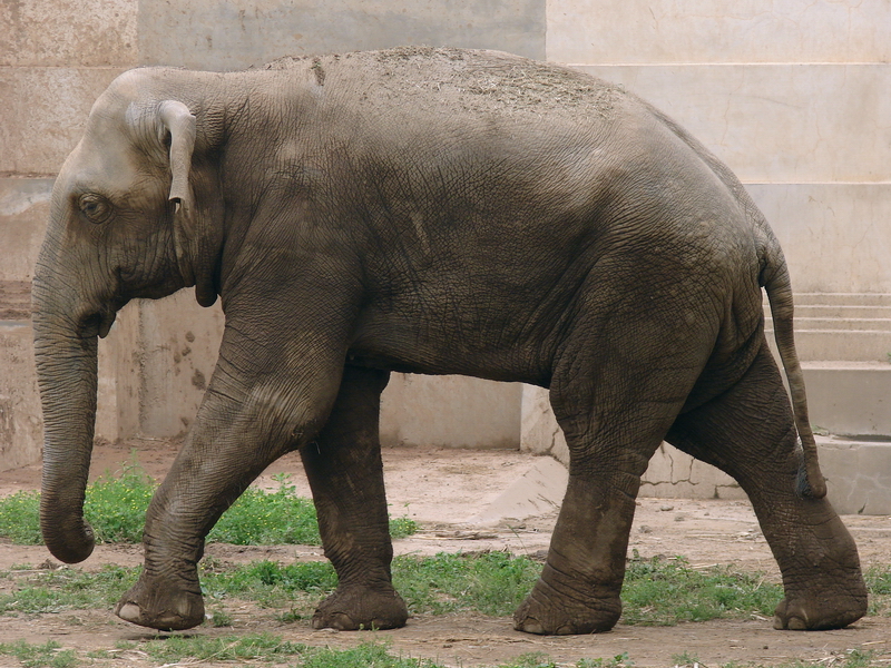 Elephas maximus maximus / Sri Lankan Elephant (male Migara)