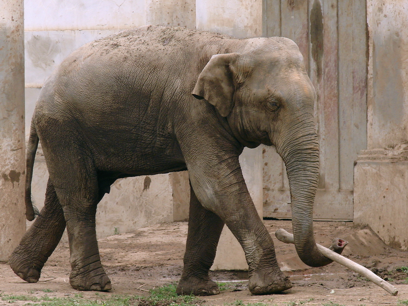 Elephas maximus maximus / Sri Lankan Elephant (male Migara)