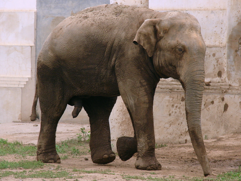 Elephas maximus maximus / Sri Lankan Elephant (male Migara)