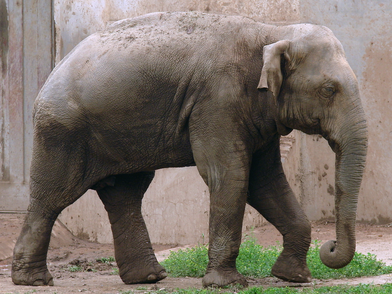 Elephas maximus maximus / Sri Lankan Elephant (male Migara)