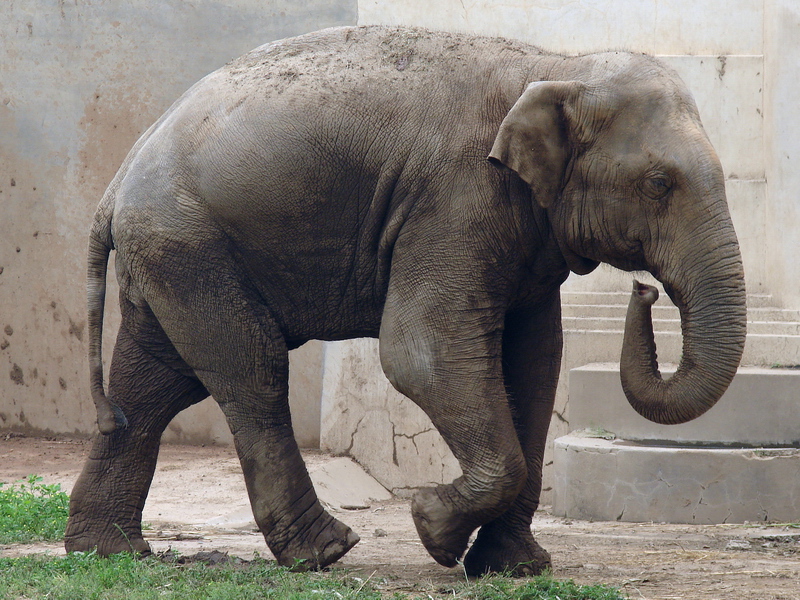 Elephas maximus maximus / Sri Lankan Elephant (male Migara)