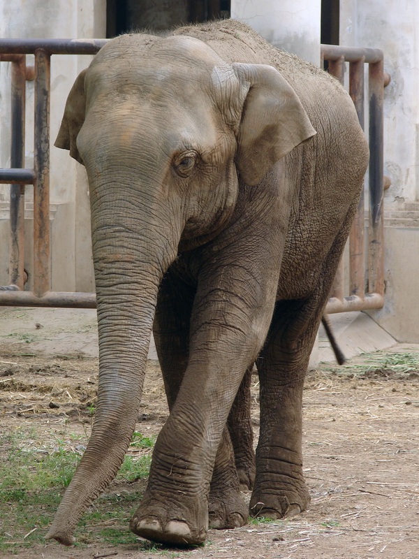 Elephas maximus maximus / Sri Lankan Elephant (male Migara)