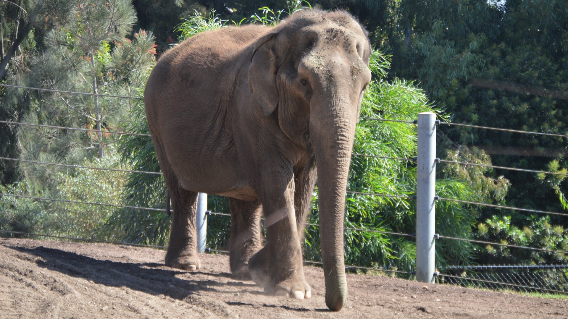 Elephas maximus (maximus?)