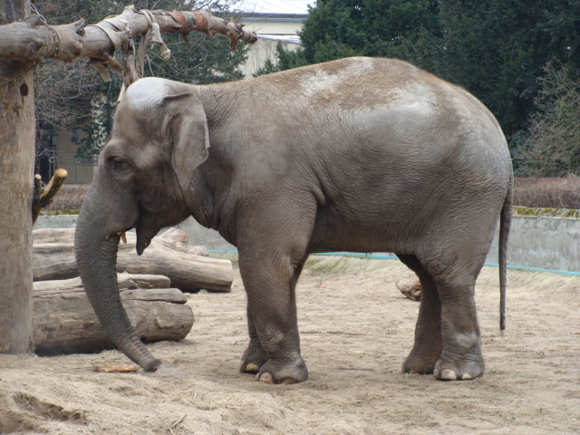 Elephas maximus