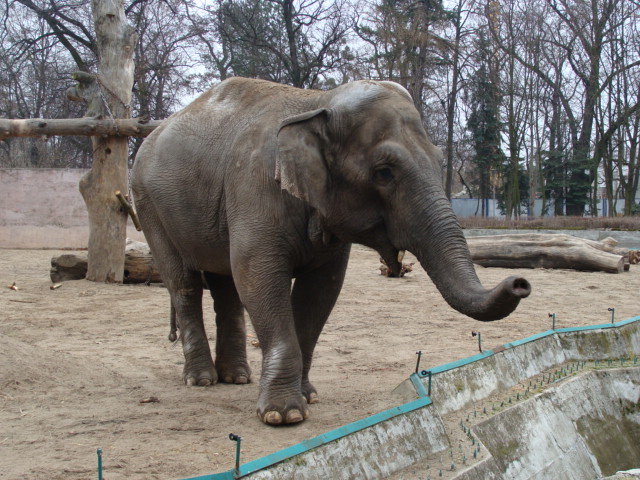 Elephas maximus