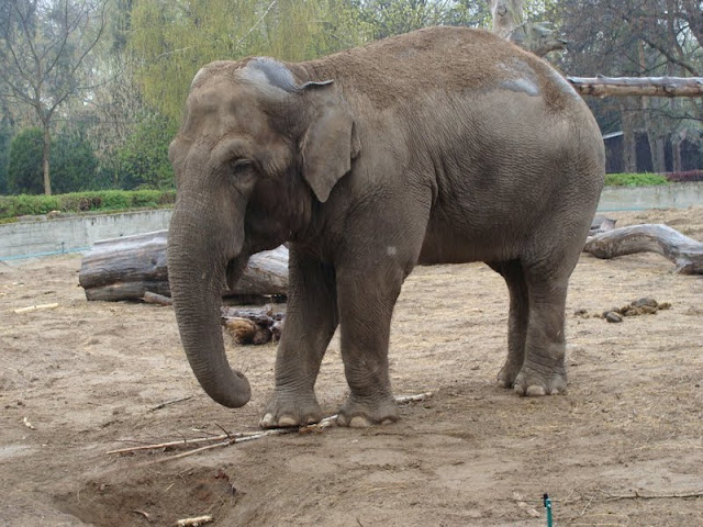 Elephas maximus