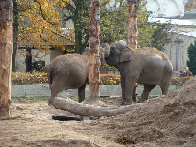 Elephas maximus