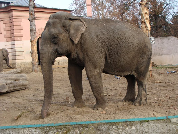Elephas maximus