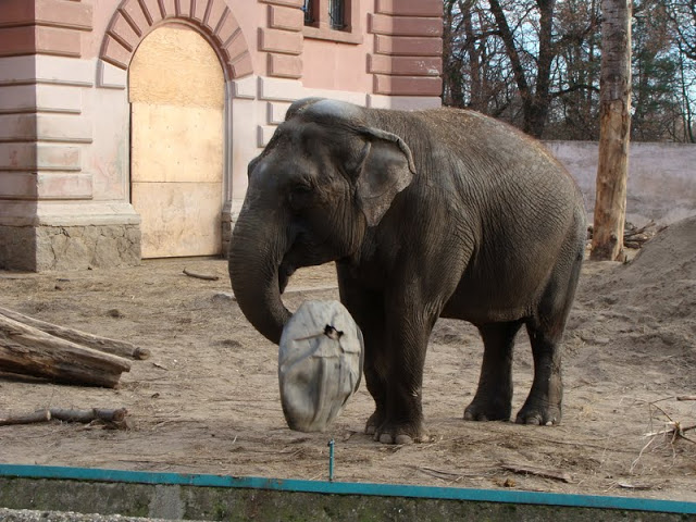 Elephas maximus