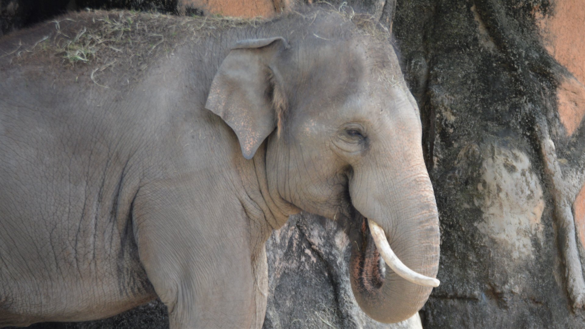 Elephas maximus