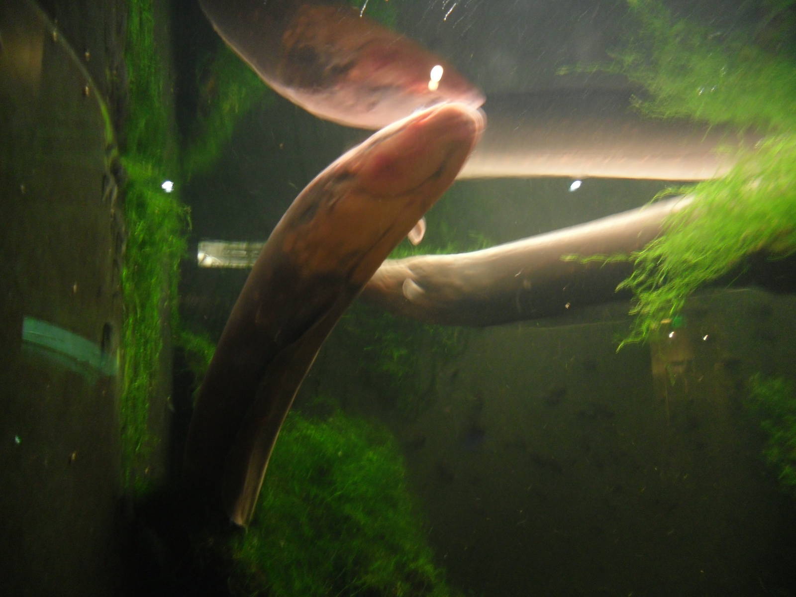 Eletric Eel