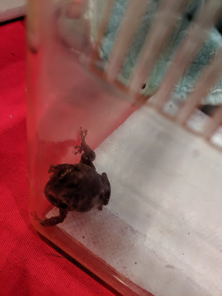 Eleutherodactylus species?