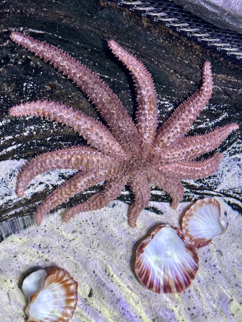 Eleven-armed sea star (Coscinasterias calamaria)