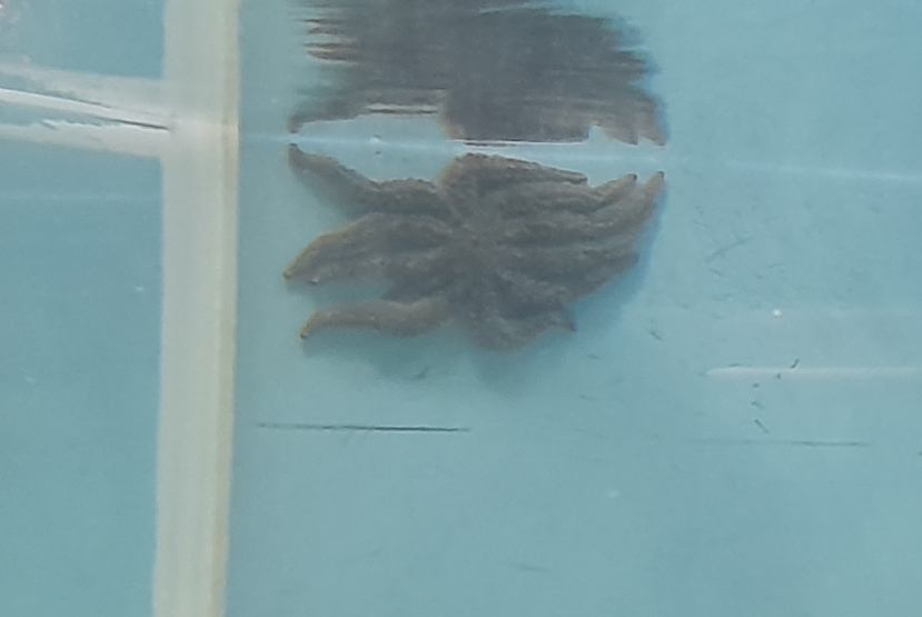 Eleven-Armed Sea Star