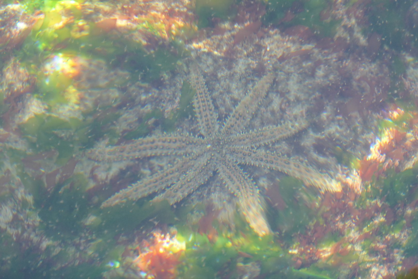 Eleven-armed Seastar (Coscinasterias muricata)