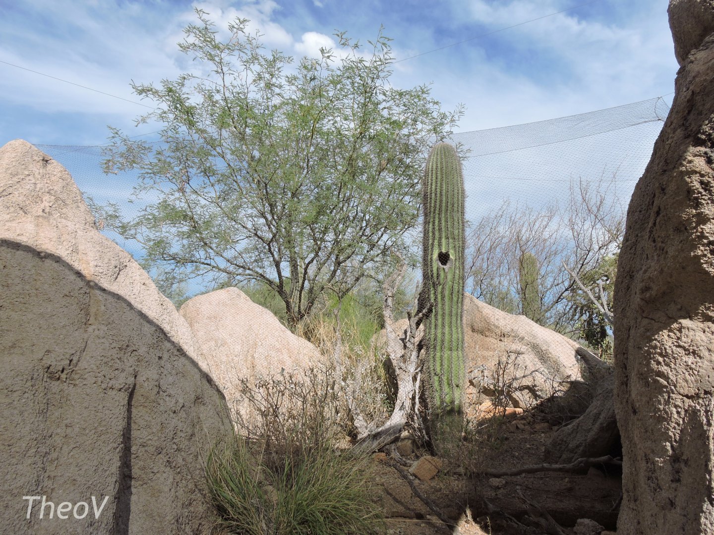 Elf owl aviary [2015]