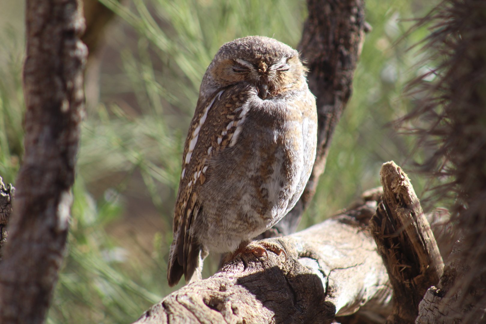 Elf Owl