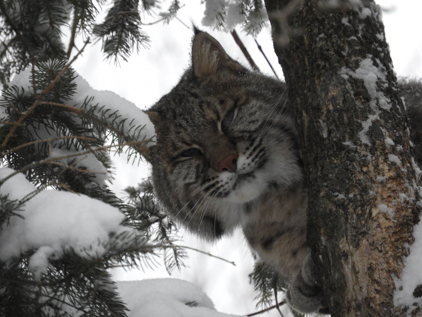 Eli the Bobcat (Lynx rufus)