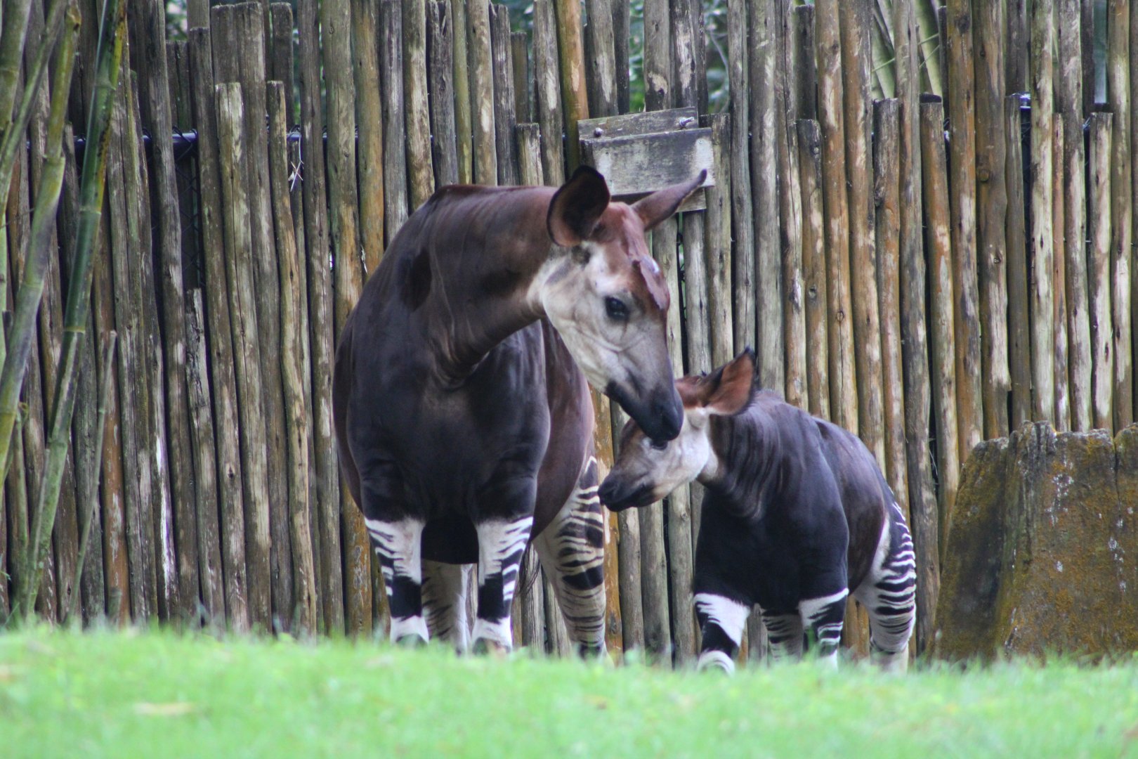 “Elijah” and “Zelda” the Okapis (Okapia johnstoni)