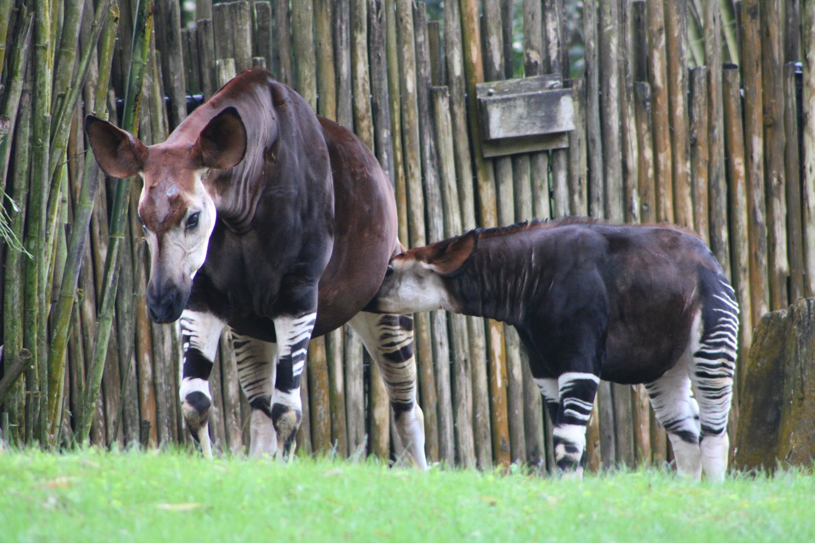 “Elijah” and “Zelda” the Okapis (Okapia johnstoni)