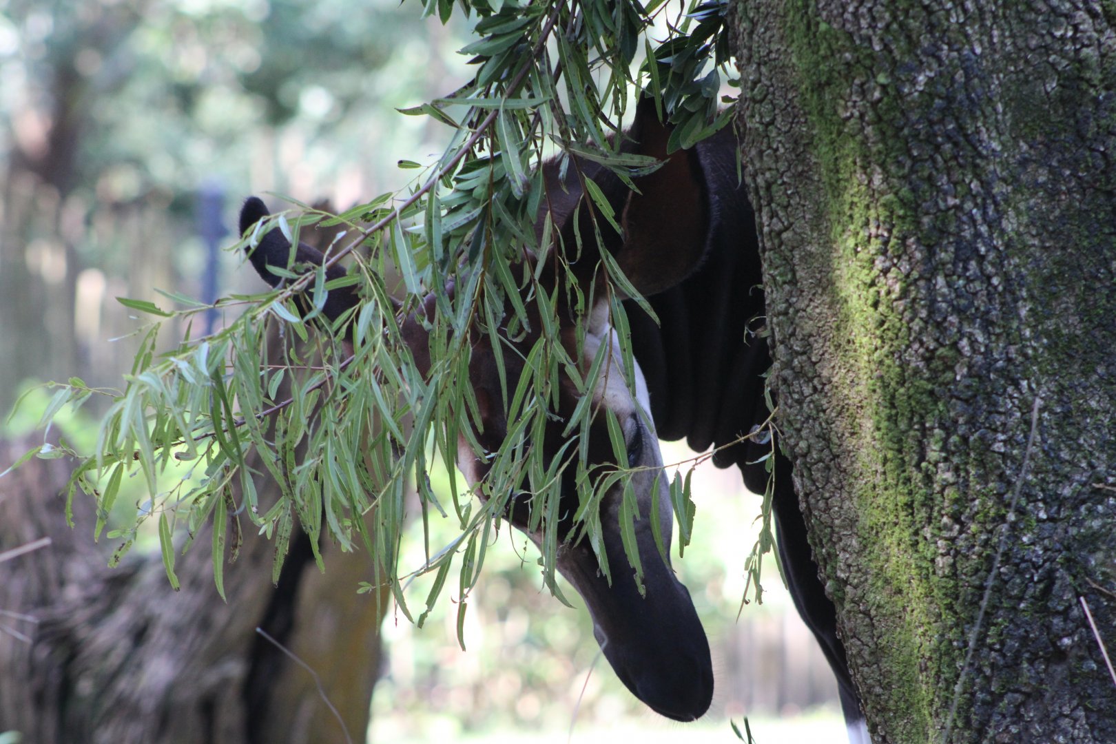 Elijah behind browse (Okapia johnstoni)