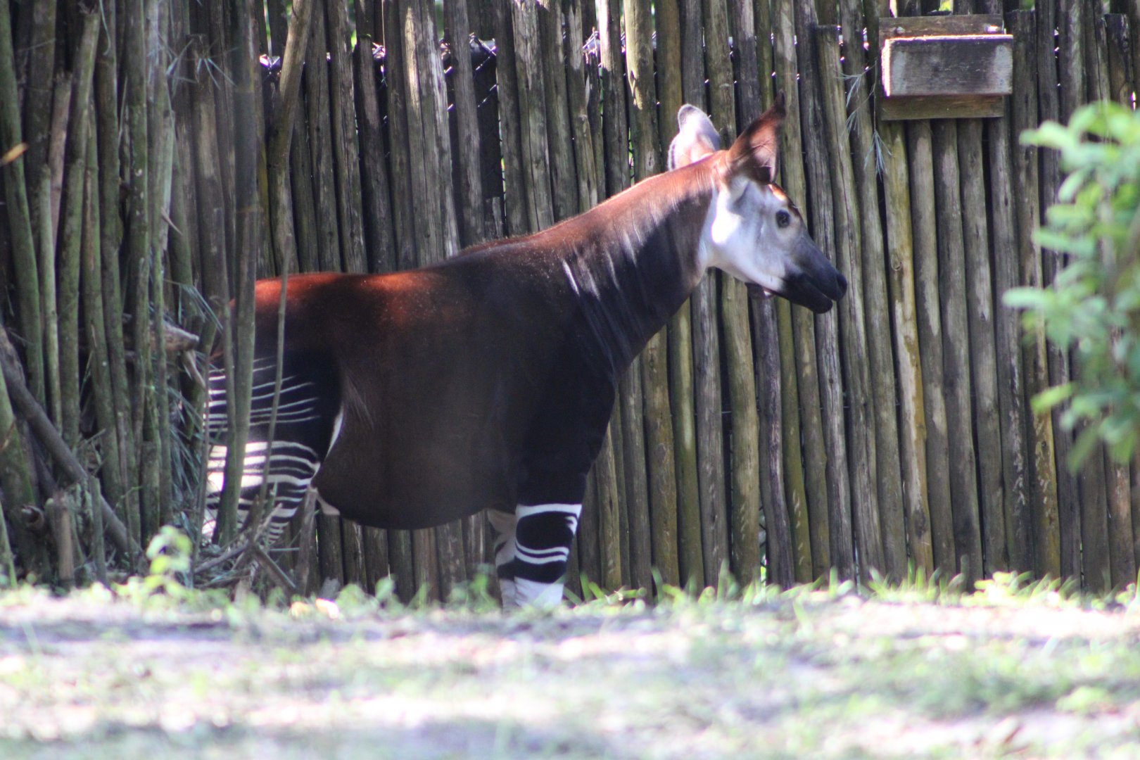 Elijah the Okapi (Okapia johnstoni)