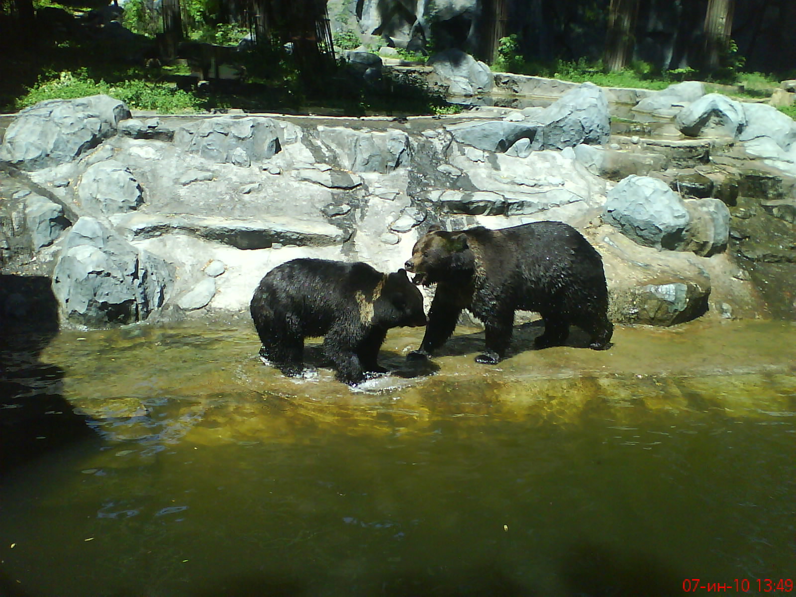 Elik and Bona Ursus arctos Lasiotus