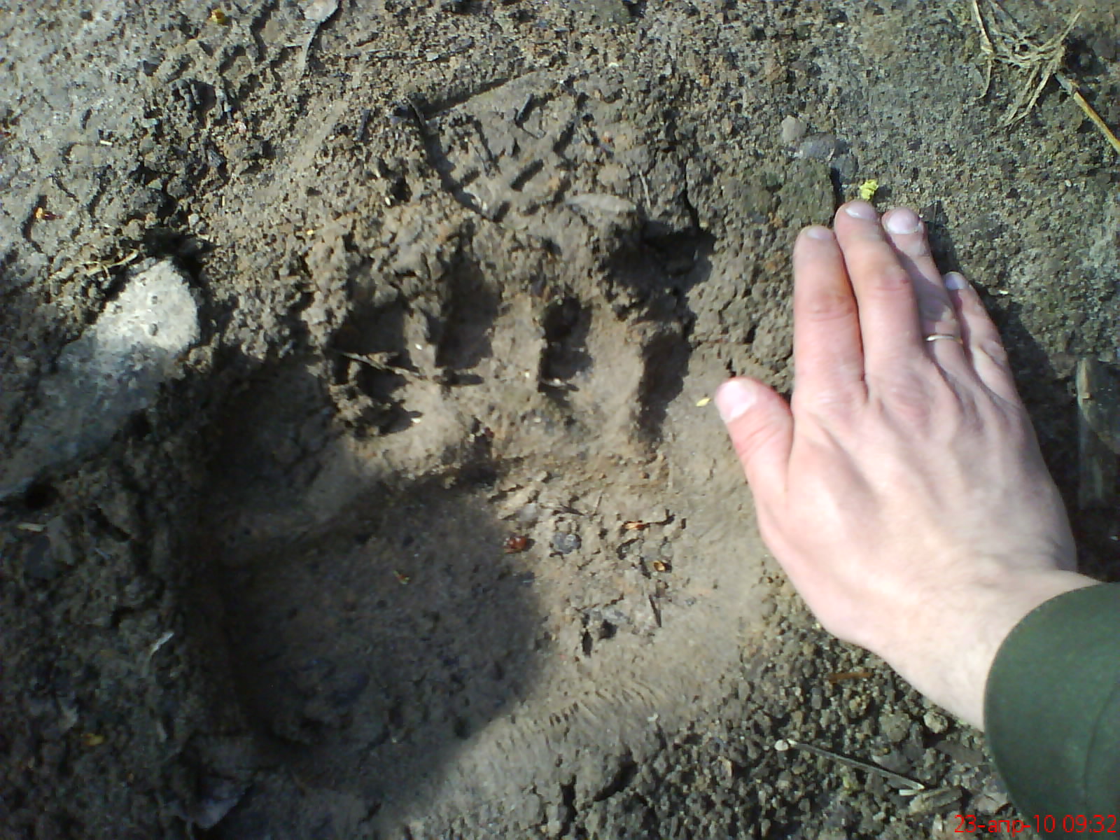 Elik, footprint in the enclosure