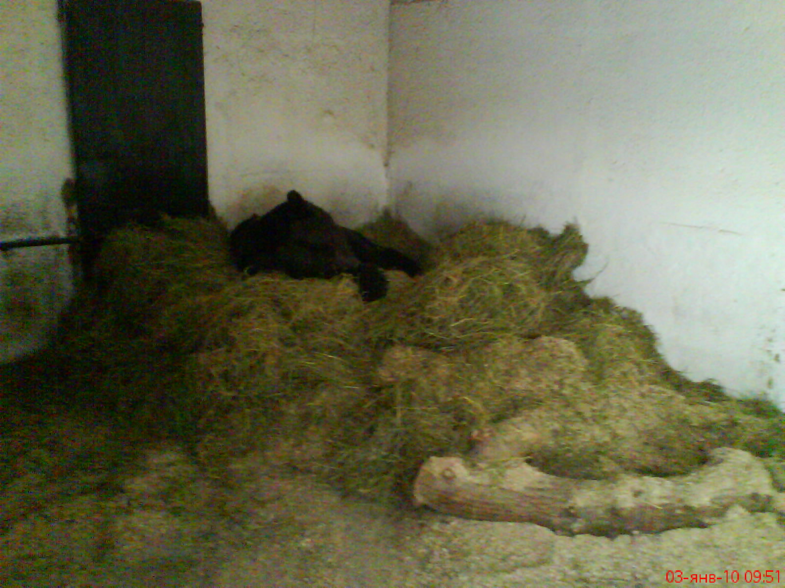 Elik hibernation in the winter