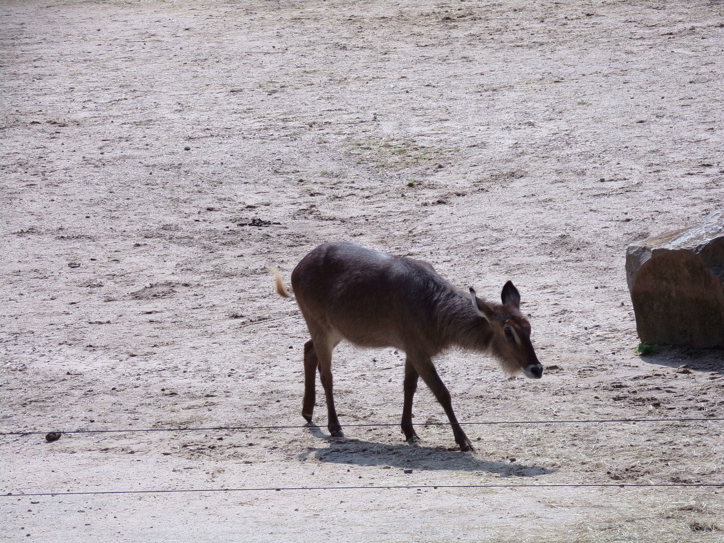 Elipsen waterbuck 6.7.23