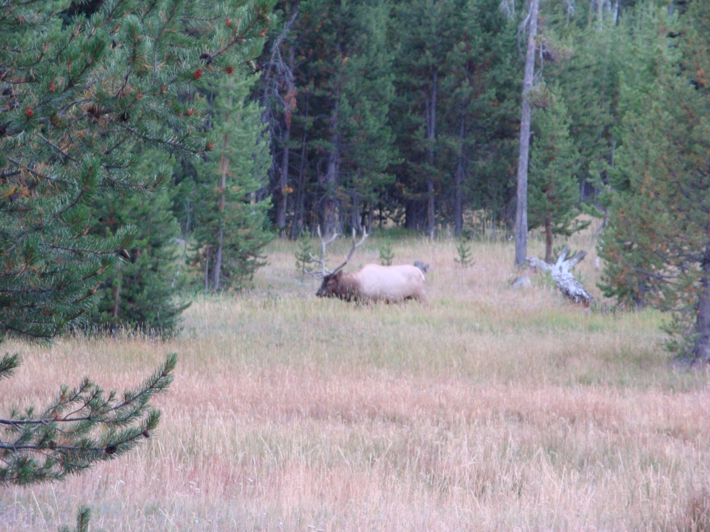 Elk (2008)