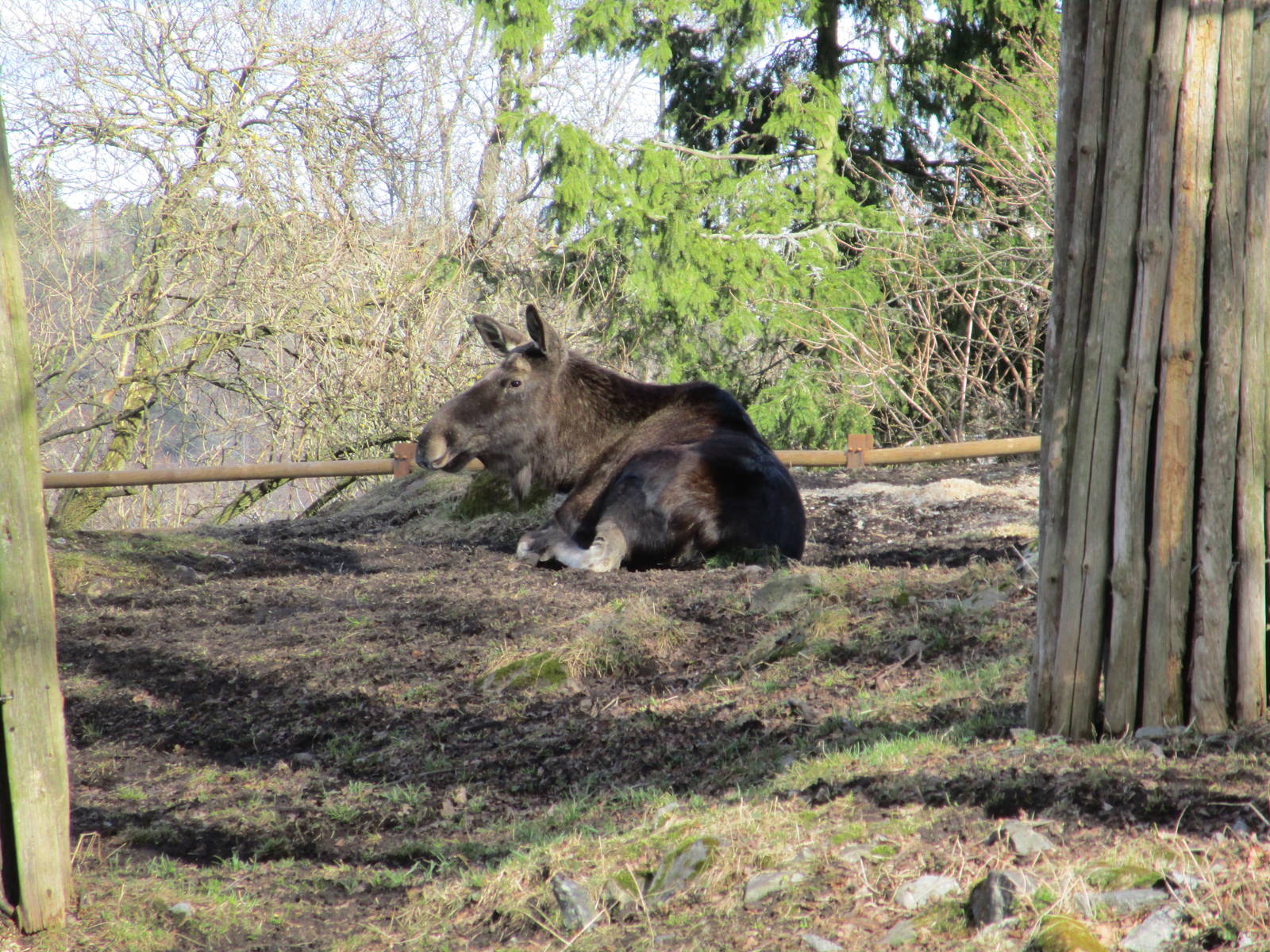 Elk - 24/03/15